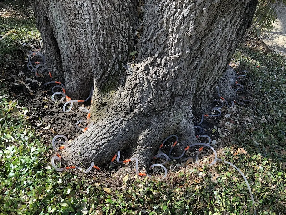 Detailed Tree Cabling and Bracing job site in Hoyt Lakes