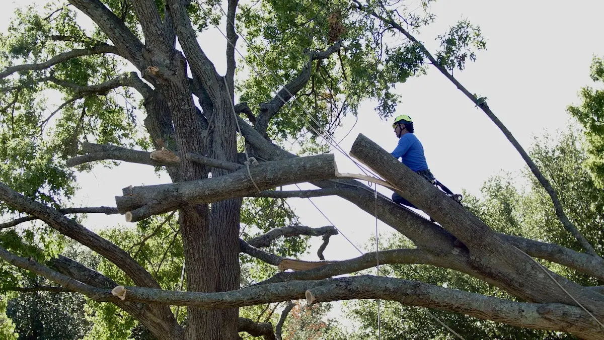 Professional Crown Thinning performed by certified arborists in Hoyt Lakes