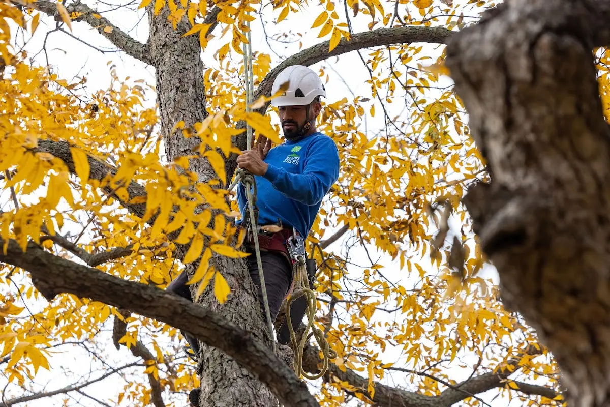 Skilled Tree Pruning crew working in Hoyt Lakes